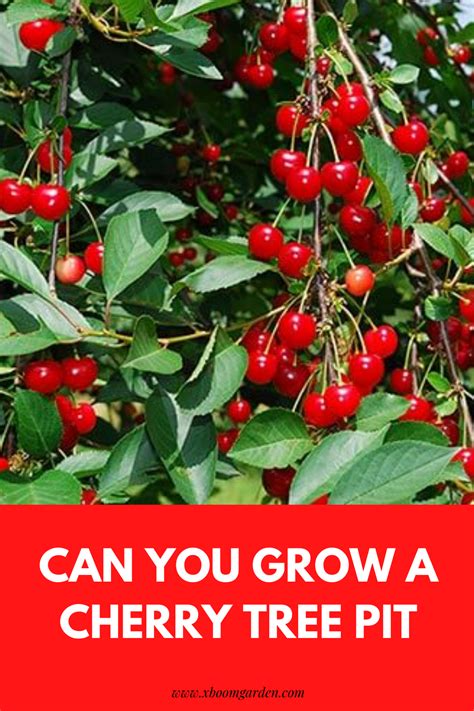 How To Grow A Cherry Tree From Seed Plants Photo