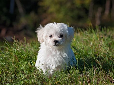 Maltese Puppy Wallpaper Iphone Android And Desktop Backgrounds