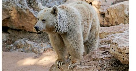 Discover The Pizzly Bear A Hybrid Between Grizzlies And Polar Bears