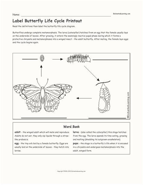Life Cycle Of A Butterfly Worksheet Label