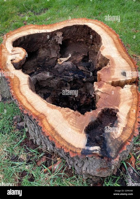 Rotten Tree That Has Been Felled Stock Photo Alamy
