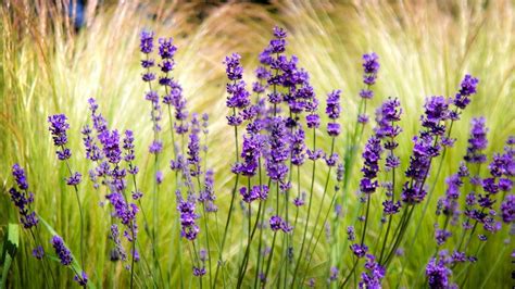 Find the best blurry desktop wallpaper on getwallpapers. Full HD Wallpaper lavender field blurry background violet ...
