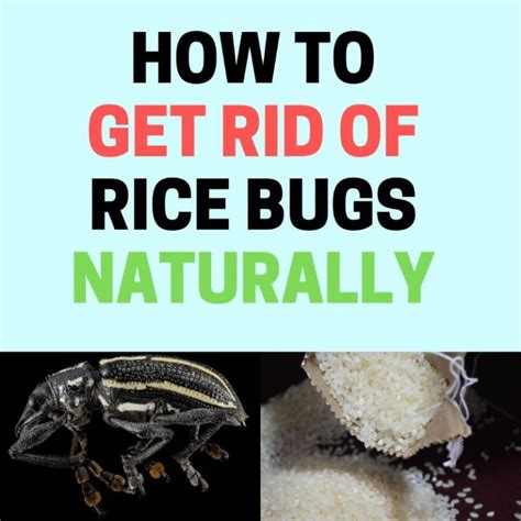 How To Get Rid Of Rice Bugs Rice Weevils Naturally Bugwiz