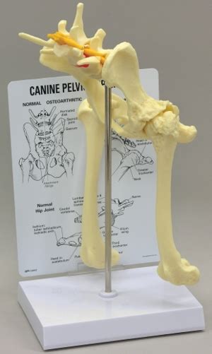 Canine Pelvis Hip Model