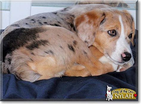 Australian Shepherd, Beagle mix, Nylah | Australian shepherd, Beagle