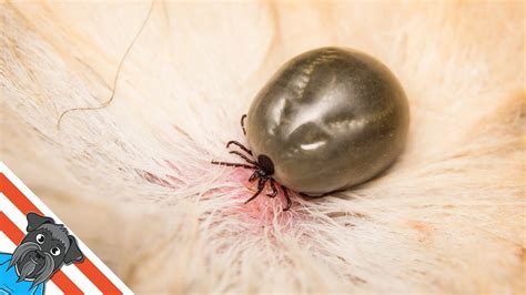 How To Remove A Tick From A Dog Easy Way Youtube