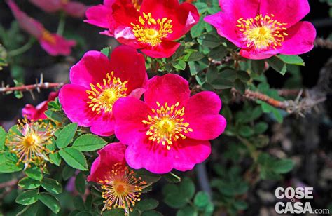 Rododendri, ciclamini, azalee, rose sono piante da vaso da regalare in occasioni liete. Le rose da piantare in autunno in giardino - Cose di Casa