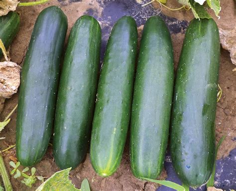 13 Of The Latest Cucumber Varieties Growing Produce