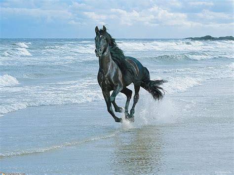 Animals Sand Shore Bank Spray Horse Run Run Away Hd Wallpaper