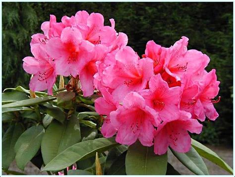 R. 'Anna Rose Whitney' | Amazing flowers, Flowers