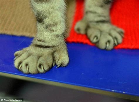 The Cat With Five Toes Pet With Extra Digits Is Returned To Its Owner