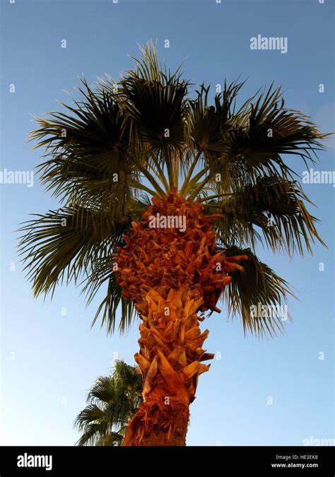 Palm Tree Las Vegas Nevada Usa Stock Photo Alamy