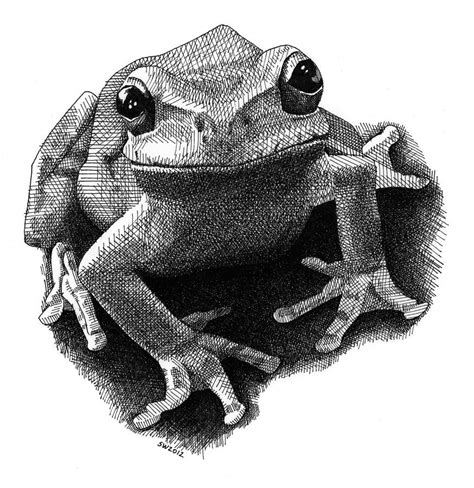 Creative Focus Today Its Frogs Frog Art Animal Drawings Frog