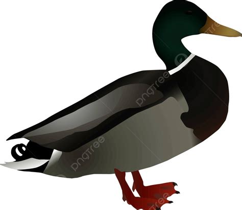 An Illustration Of A Male Mallard Duck Anas Platyrhynchos In Vector