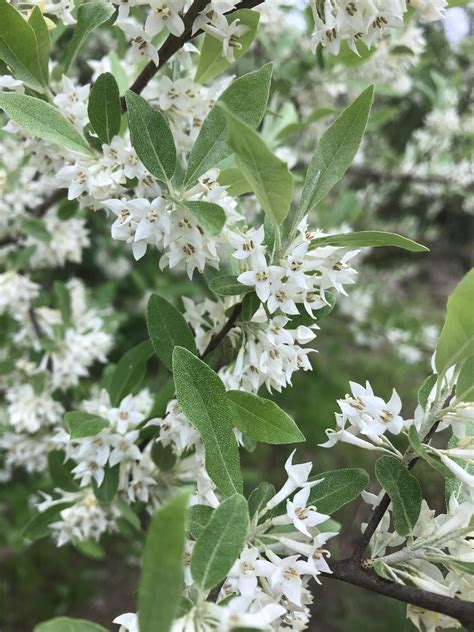 Fragrant White Flowering Shrub Identification