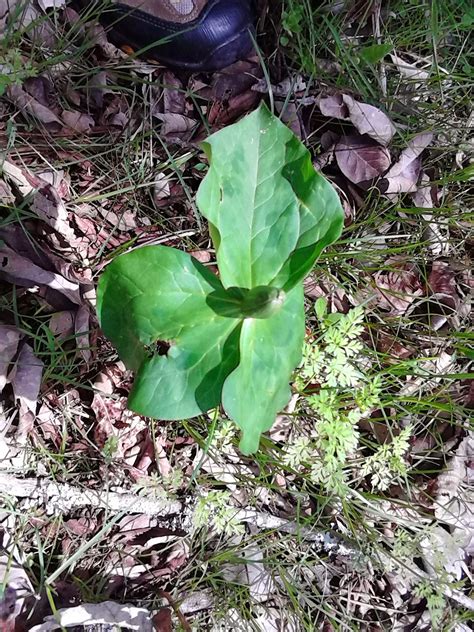 Southern Forager Spring Edible Plants In Middle Tennessee