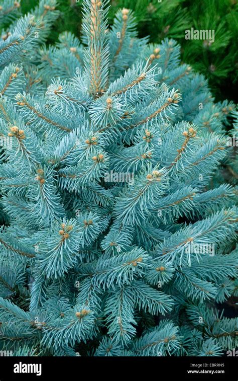 Colorado Blue Spruce Picea Pungens Hoopsii Picea Pungens Hoopsii