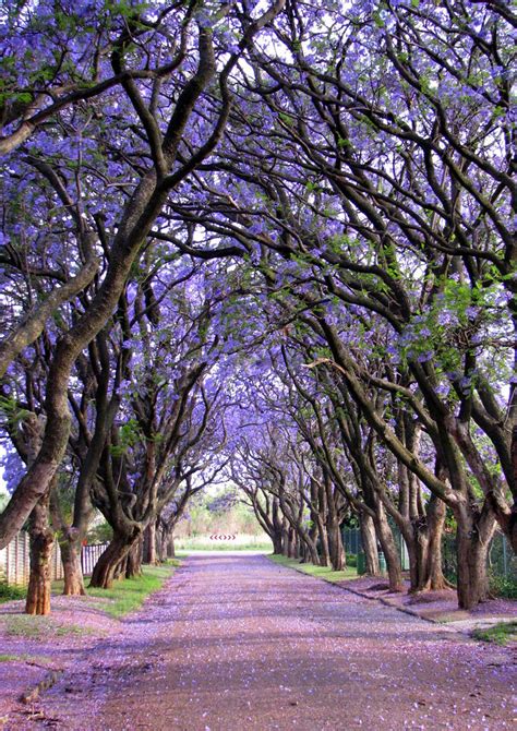 15 Of The Most Magnificent Trees In The World Architecture And Design