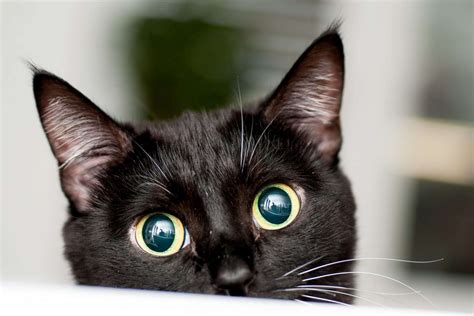 135 Black Cat Names From Classic To Crazy Daily Paws