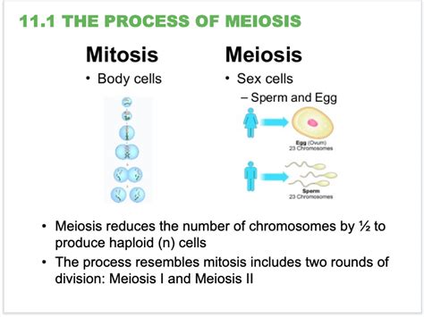 Biology I Course Content Meiosis And Sexual Reproduction Meiosis And