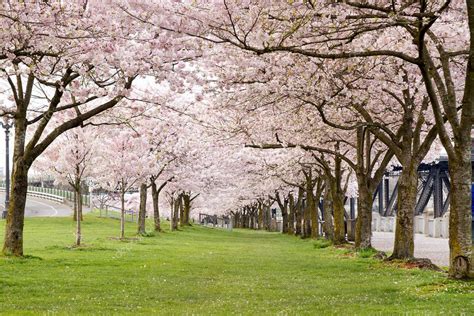 Cherry Blossom Trees In Waterfront Park — Stock Photo © Davidgn 5711117