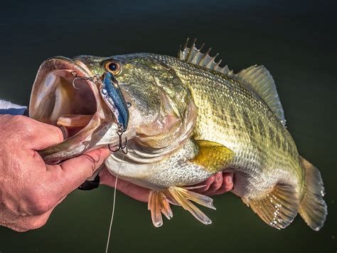 How To Catch Largemouth Bass