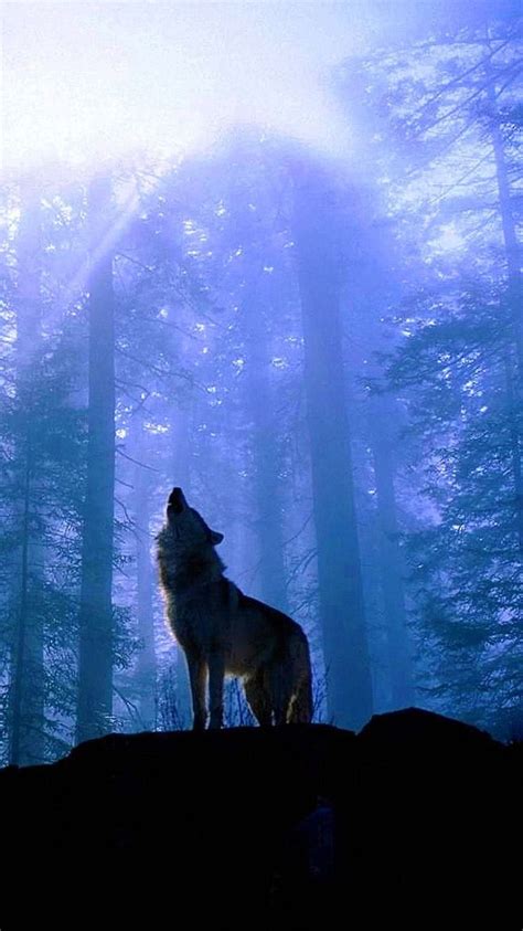 Iphone Wallpapers Wolf Howling Wolf Wallpaperspro