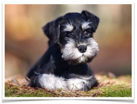 Male black/white mini schnauzer puppy for a loving forever family. Miniature Schnauzer Puppies