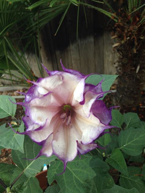 Purple Moonflower California Blomster