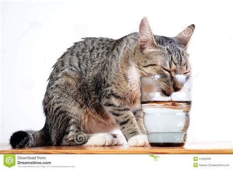 Cute Cat Drinking Water Stock Image Image Of Kitten