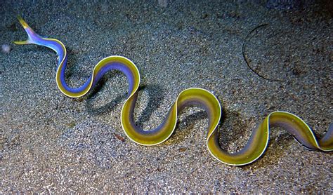 Every Single Ribbon Eel On The Planet Is Born Male Heres Why