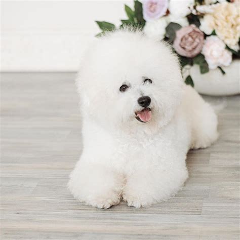 15 Interesting Facts About Bichon Frises Page 2 Of 5 The Dogman
