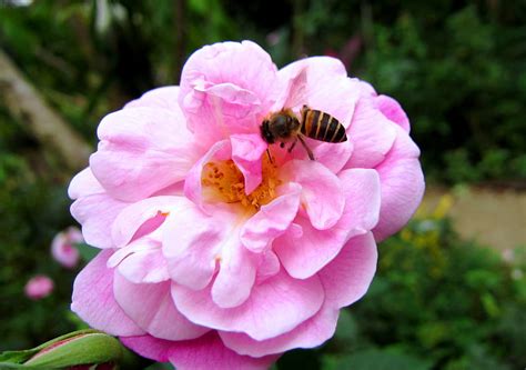 Rose And Bee Pretty Bee Rose Pink Hd Wallpaper Peakpx