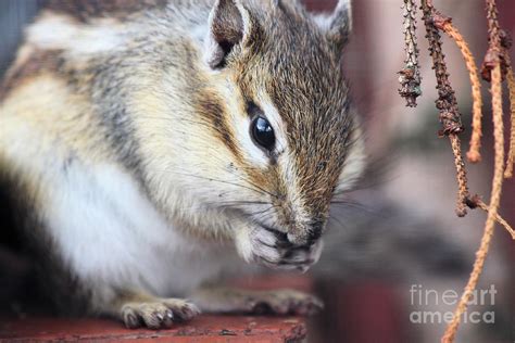 Chipmunk Eating A Nut Photograph By Simon Bratt Photography Lrps Fine