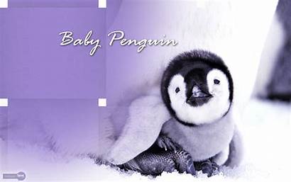 Penguin Backgrounds Wallpapers Desktop Animal Club Background