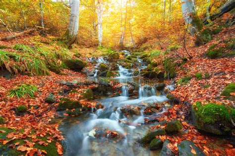 Autumn Creek Woods With Yellow Trees Foliage And Rocks In Forest Stock