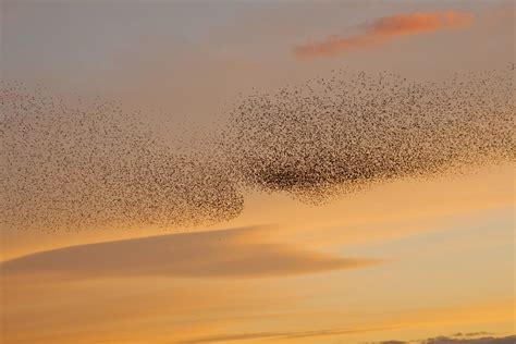 A Middle Aged Man Blogs: Murmurations | Murmuration, Secret life, Clouds