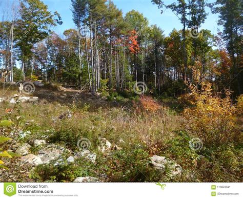 Rocky Autumn Forest With Tall Trees Stock Image Image Of Foliage