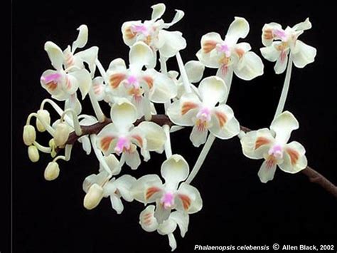 354 resep bunga matahari ala rumahan yang mudah dan enak dari komunitas memasak terbesar dunia! 13+ Gambar Anggrek Phalaenopsis - Galeri Bunga HD