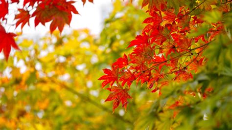 Red And Yellow Maple Leaves In Autumn National Symbol On