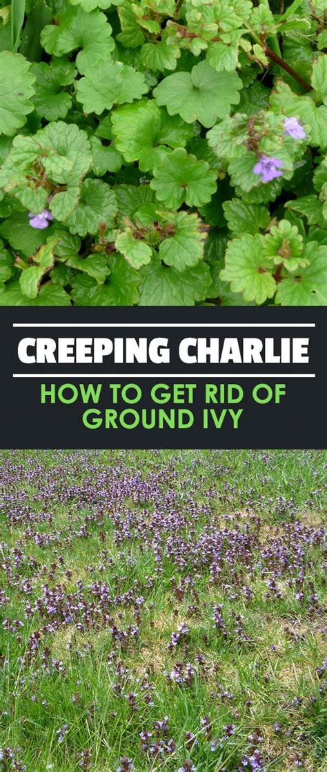 Ivy can be an attractive addition to any home, whether growing up the walls of your property for that desirable chocolate box cottage look or used in the ways to kill ivy. Pin on Gardening 101
