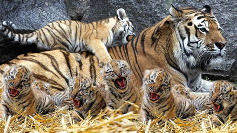 How Mother Tiger Giving Birth In Wild Youtube