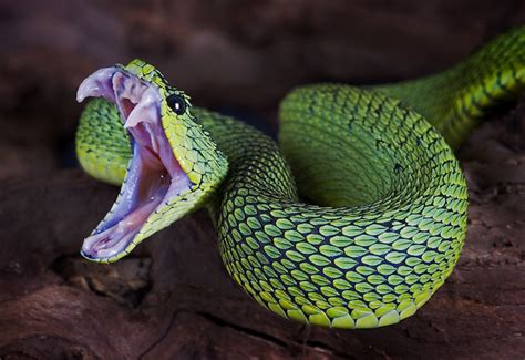 Atheris Chloechis West Afican Bush Viper Snake Photos Snake Venom