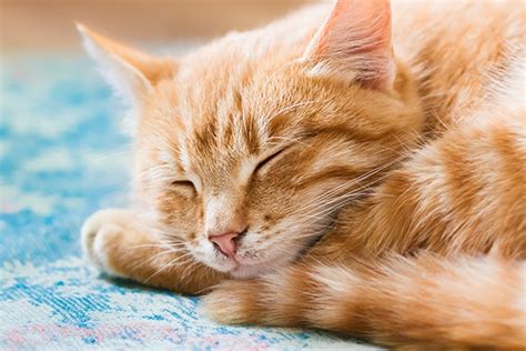 Why Do Cats Sleep So Much 5 Facts About Sleeping Cats Catster