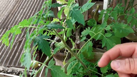 Plantando Tomate Primeira Poda E AmarraÇao Do Tomate Youtube