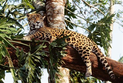 Jaguar Animal Stock Photos Kimballstock