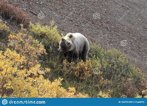 Grizzly Bear Denali National Park Alaskausa Stock Image Image Of