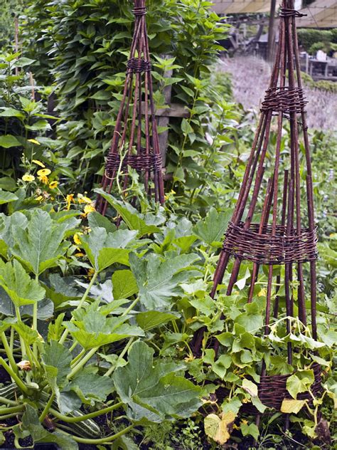 Companion Planting With Zucchini - What Grows Well With Zucchini