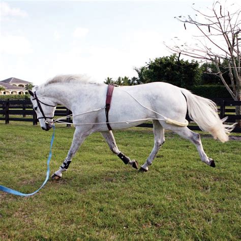 What Is A Pessoa Lunging System And How To Use It Savvy Horsewoman