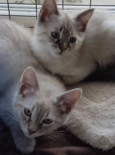 He is healthy and active. Siamese X Kittens Both Female For Adoption | 160009 | UK Pets